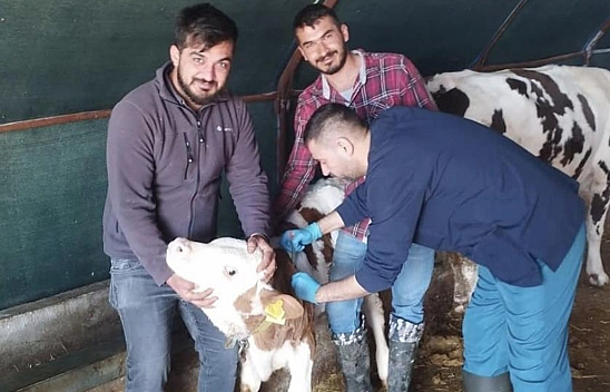 Elazığ'da küpeleme ve aşı çalışmaları başladı