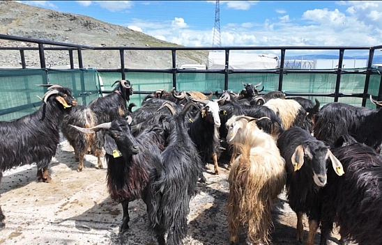 Elazığ'da Kurban Pazarında Bayram hareketliliği başladı