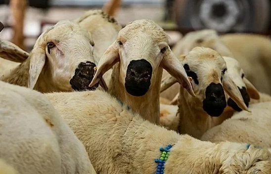 Elazığ'da kurbanınızı bu alandan başka yerde keserseniz ceza yiyebilirsiniz! İşte adresler…