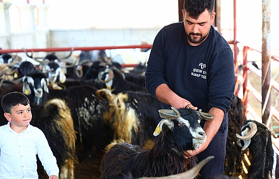 Elazığ'da kurbanlık seçerken bu detayı gözden kaçırmayın