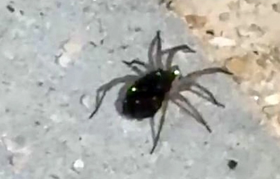 Elazığ'da kurt örümceği görüntülendi