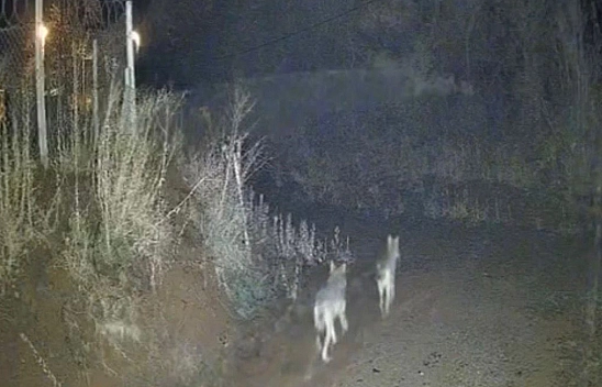 Elazığ'da kurtlar sürü halinde görüldü