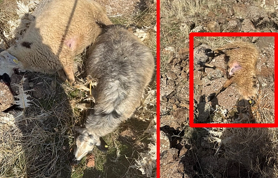 Elazığ'da kurtlar sürüye daldı: 28 koyun telef oldu, 12'si kayıp