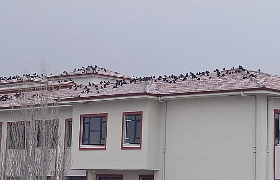 Elazığ'da kuşların kar molası