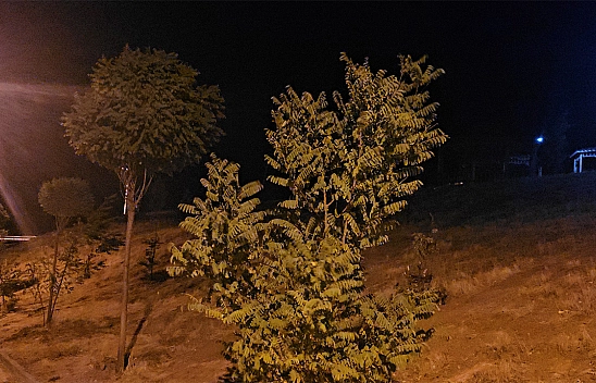 Elazığ'da kuvvetli rüzgar etkisini sürdürüyor