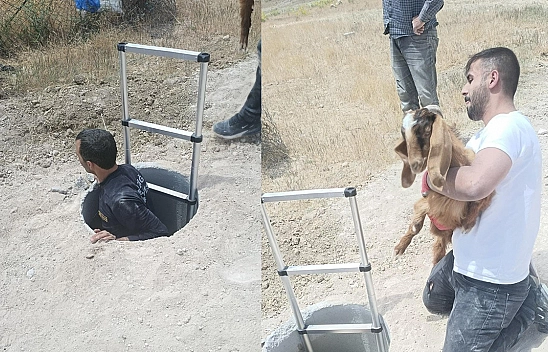 Elazığ'da kuyuya düşen hayvanlar itfaiyenin müdahalesiyle kurtarıldı