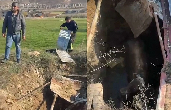 Elazığ'da Kuyuya İnek Düştü