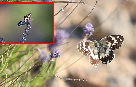 Elazığ'da lavanta ve kelebek buluşması