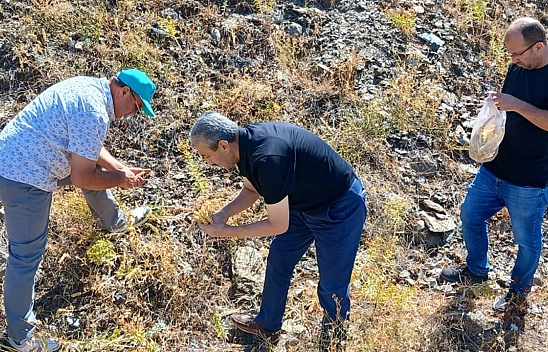 Elazığ'da maden çayı tohumları üretim için toplandı