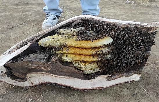 Elazığ'da mağara ve ağaç kovuklarından organik bal hasadı