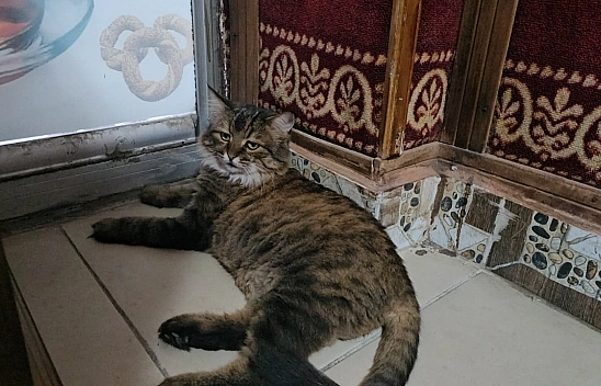 Elazığ'da mahalleli onsuz yapamıyor: 4 yıldır çay ocağının konuğu 'Bıdık'