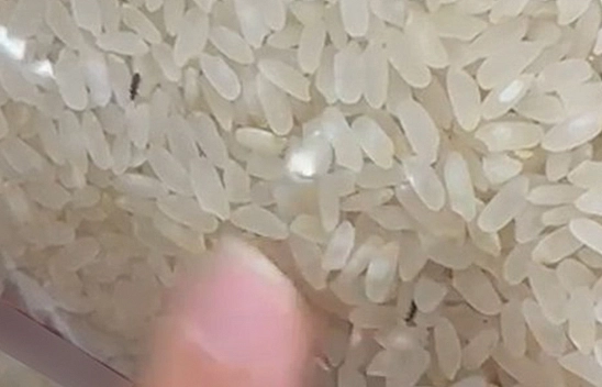Elazığ'da marketten alınan pirincin içinden böcek çıktı