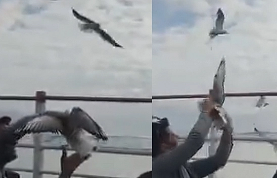 Elazığ'da Martıyla Kurulan Samimi Anlar Kameraya Yansıdı