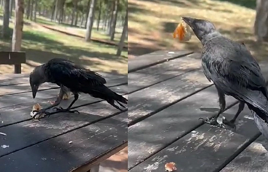 Elazığ'da Masaya Gelen Karga  Kahvaltıya Ortak Oldu