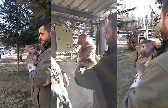 Elazığ'da maymun bulundu