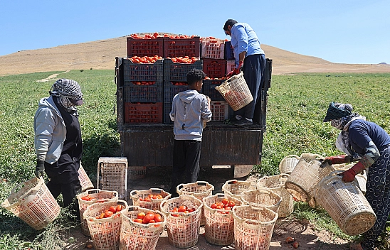 Elazığ'da mevsimlik işçilerin tarlada ekmek mücadelesi