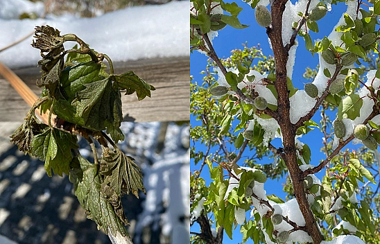 Elazığ'da meyve ağaçlarına don vurdu!