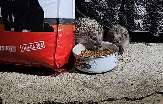 Elazığ'da minik kirpiler iş başında