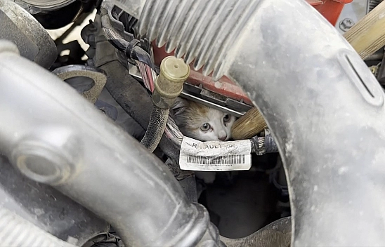 Elazığ'da motor kısmına giren yavru kedi için seferber oldular