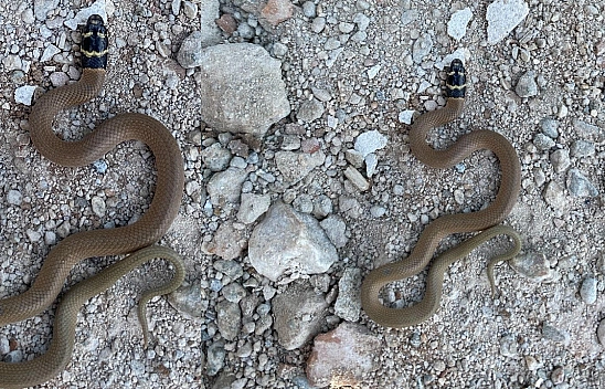 Elazığ'da nadir görülen endemik 'Kırbaç Yılanı' ortaya çıktı