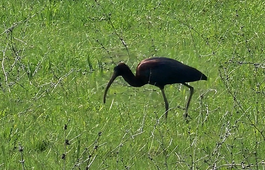 Elazığ'da nesli azalan çeltikçi kuşları görüntülendi