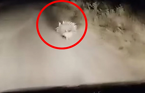 Elazığ'da nesli tükenme tehlikesi altında olan oklu kirpi görüntülendi