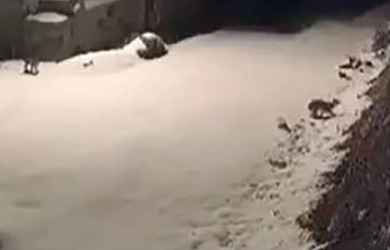 Elazığ'da nesli tükenmekte olan vaşak ailesi görüldü