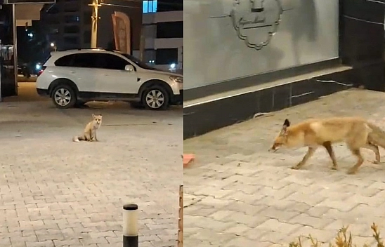 Elazığ'da o mahallenin artık bir tilkisi var