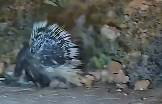 Elazığ'da oklu kirpi görüntülendi
