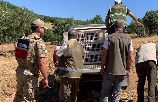 Elazığ'da onlarca keklik doğaya salındı