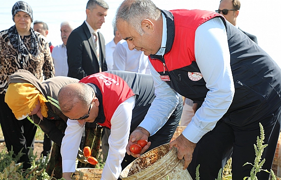 Elazığ'da organik domates hasadı gerçekleştirildi
