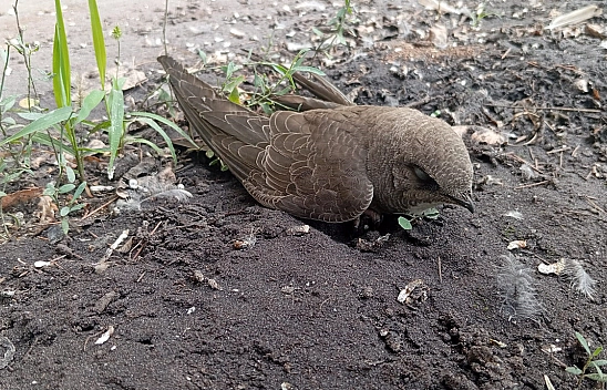 Elazığ'da örnek davranış