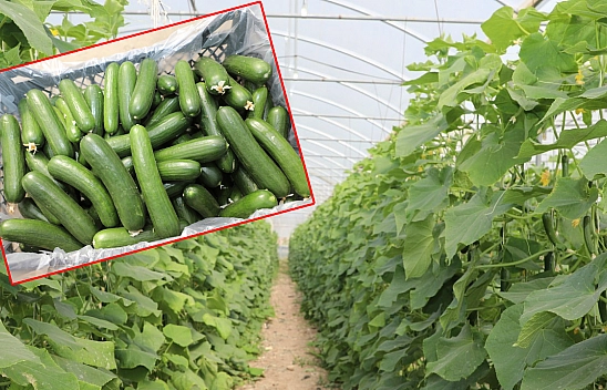 Elazığ'da Örtüaltı hıyar üretiminde ilk hasat sevinci