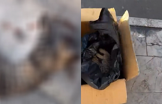 Elazığ'da otobüsün çarptığı kedi öldü