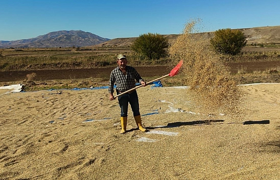 Elazığ'da Palu'nun meşhur üründe hasat zamanı