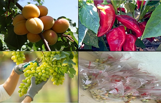 Elazığ'da pestisit denetimi yapıldı