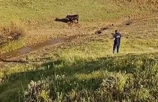 Elazığ'da sahibinin elinden kaçan ineği belediye ekipleri yakaladı