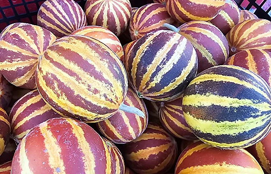 Elazığ'da şamama kavunu tezgahlarda