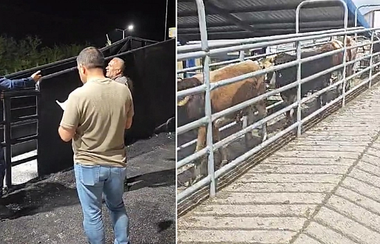 Elazığ'da ŞAP'a Geçit Yok!