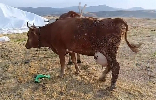Elazığ'da şap hastalığı üreticileri zor durumda bıraktı