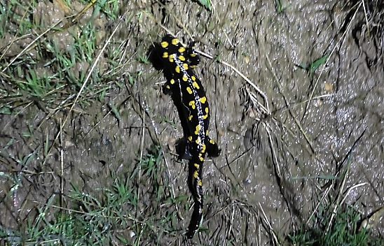 Elazığ'da 'Sarı Benekli Semender' Görüldü
