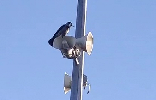 Elazığ'da şaşırtan olay: Karga 'Allah' diye bağırdı!