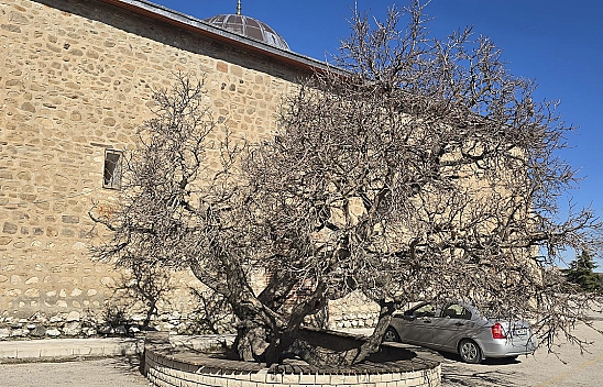 Elazığ'da secde eden ağaç görenleri hayrete düşürüyor