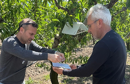 Elazığ'da şeftali güvesine karşı feromon tuzak