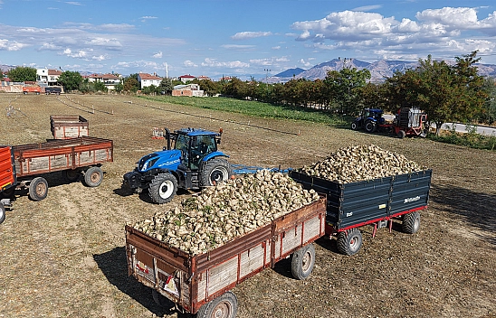 Elazığ'da şeker pancarı hasadı başladı