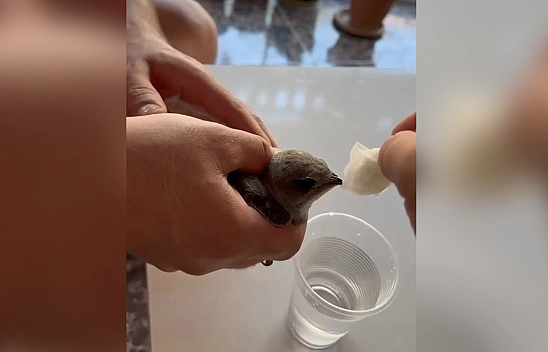 Elazığ'da sıcaktan bayılan ebabil suyla ayıldı
