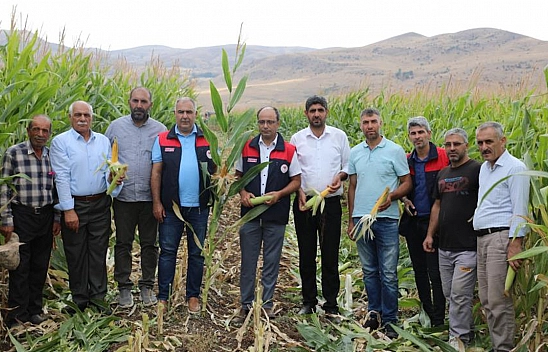 Elazığ'da silajlık mısır hasadı başladı