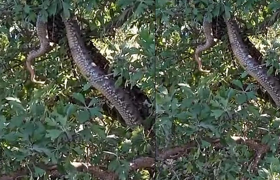 Elazığ'da Şimdiye Kadar Gördüğünüz Dev Yılanları Unutun! Bu Çok Başka