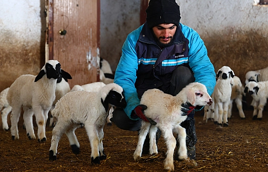 Elazığ'da soğuk hava kuzulamayı erkene çekti