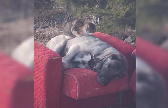 Elazığ'da soğuk hava nelere kâdirmiş